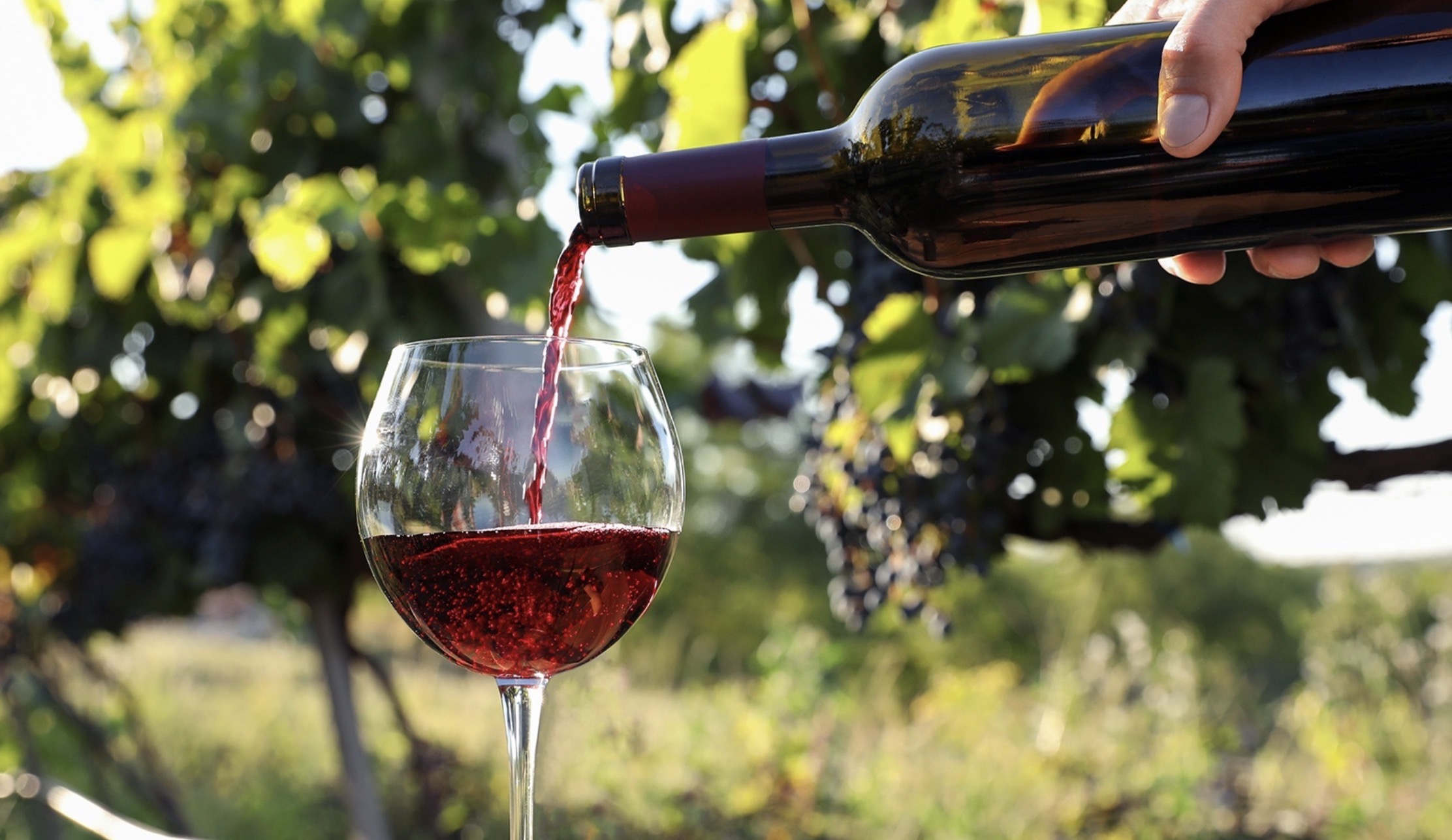 Цены на алкоголь: секреты выгодных закупок